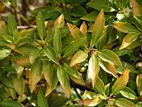 Illicium anisatum (fam. Illiciacees) (Japon, Coree) (2) (Photo F. Mrugala)
